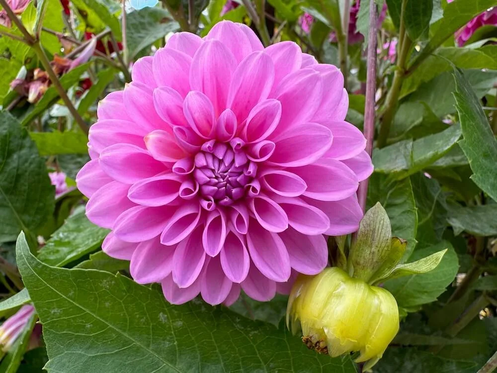Dahlia '20th Ave Tranquility' (20th Ave Tranquility Dahllia